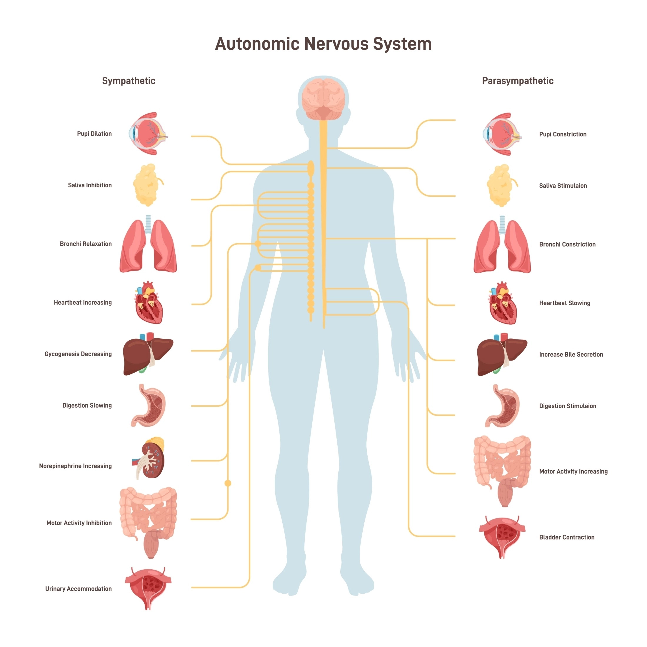 Body system diagram