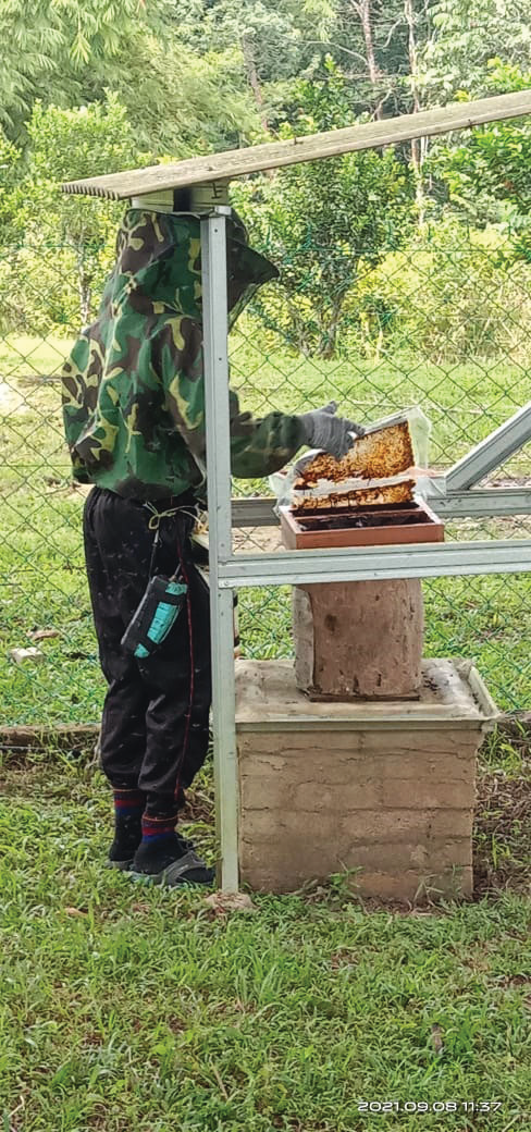 Stingless bee hive