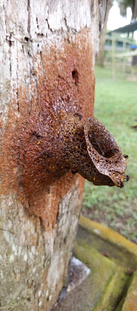 Stingless bee hive entrance