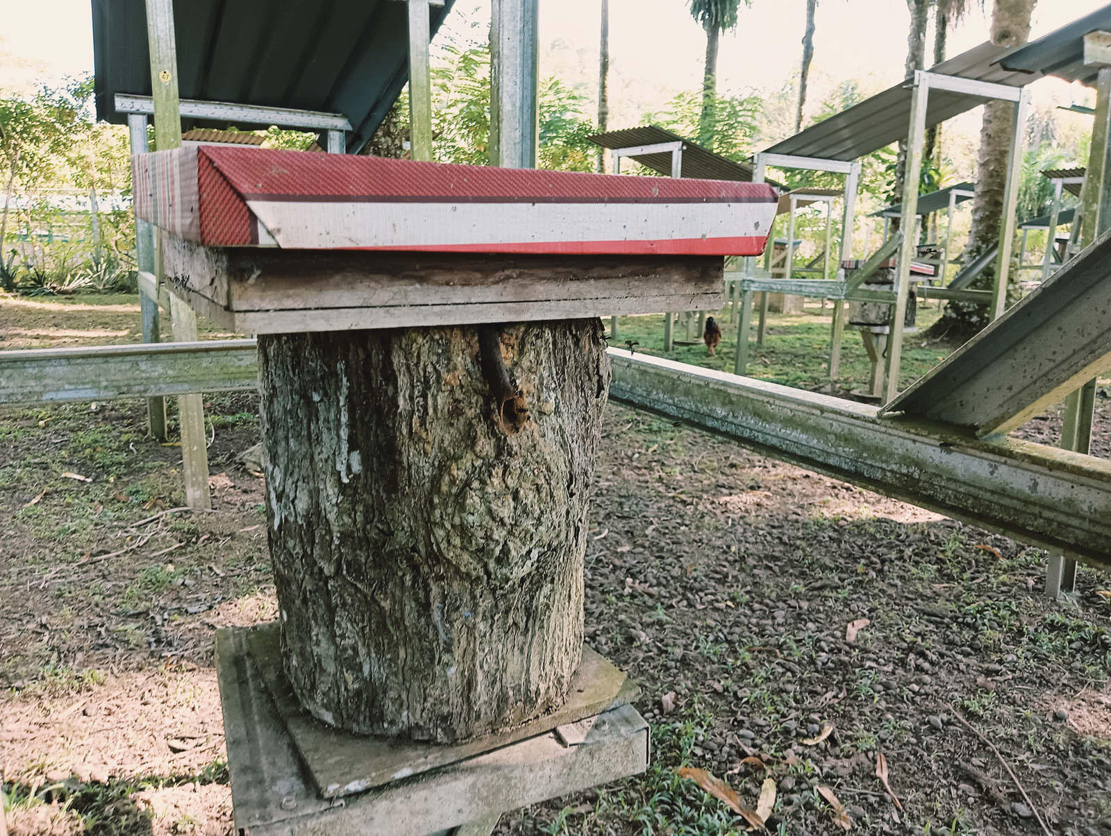 Stingless bee hive at Lingga Bee Farm