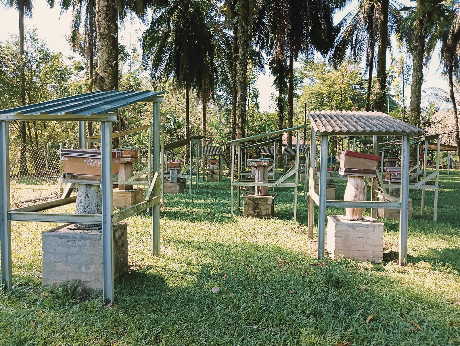 Lingga Stingless Bee Farm, Batang Kali