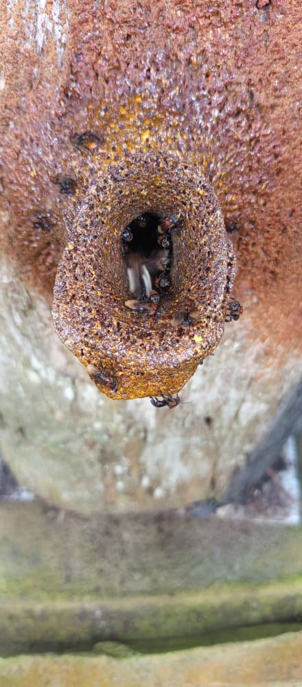 Stingless bee hive entrance tunnel