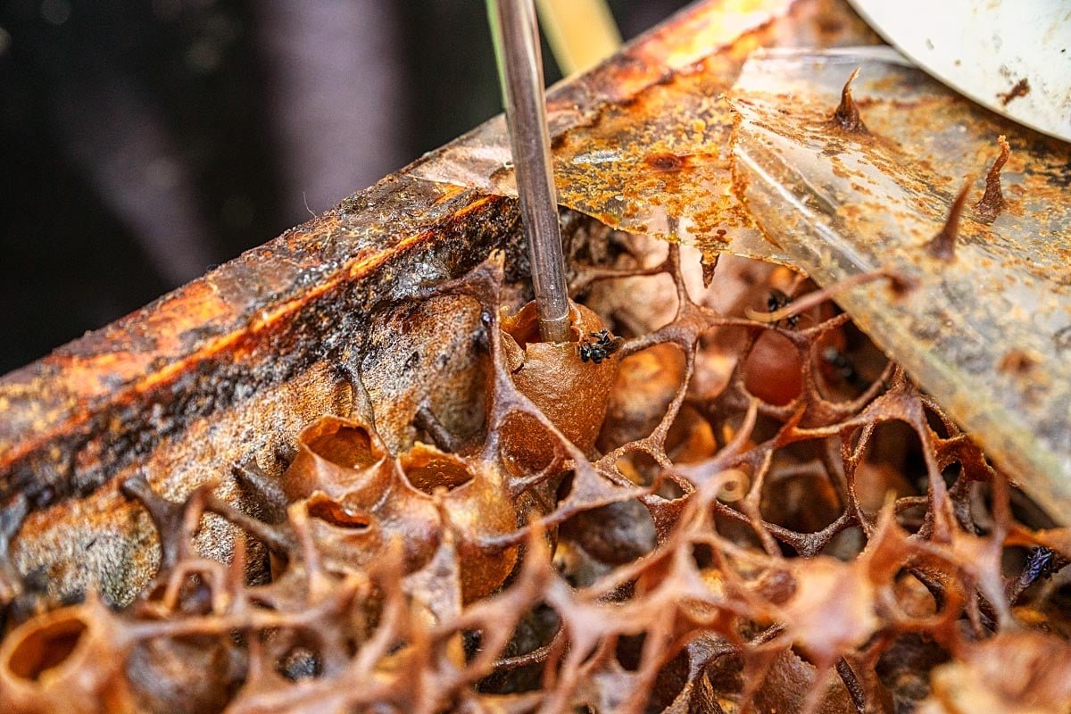 Inside a stingless bee hive showing resin honey pots