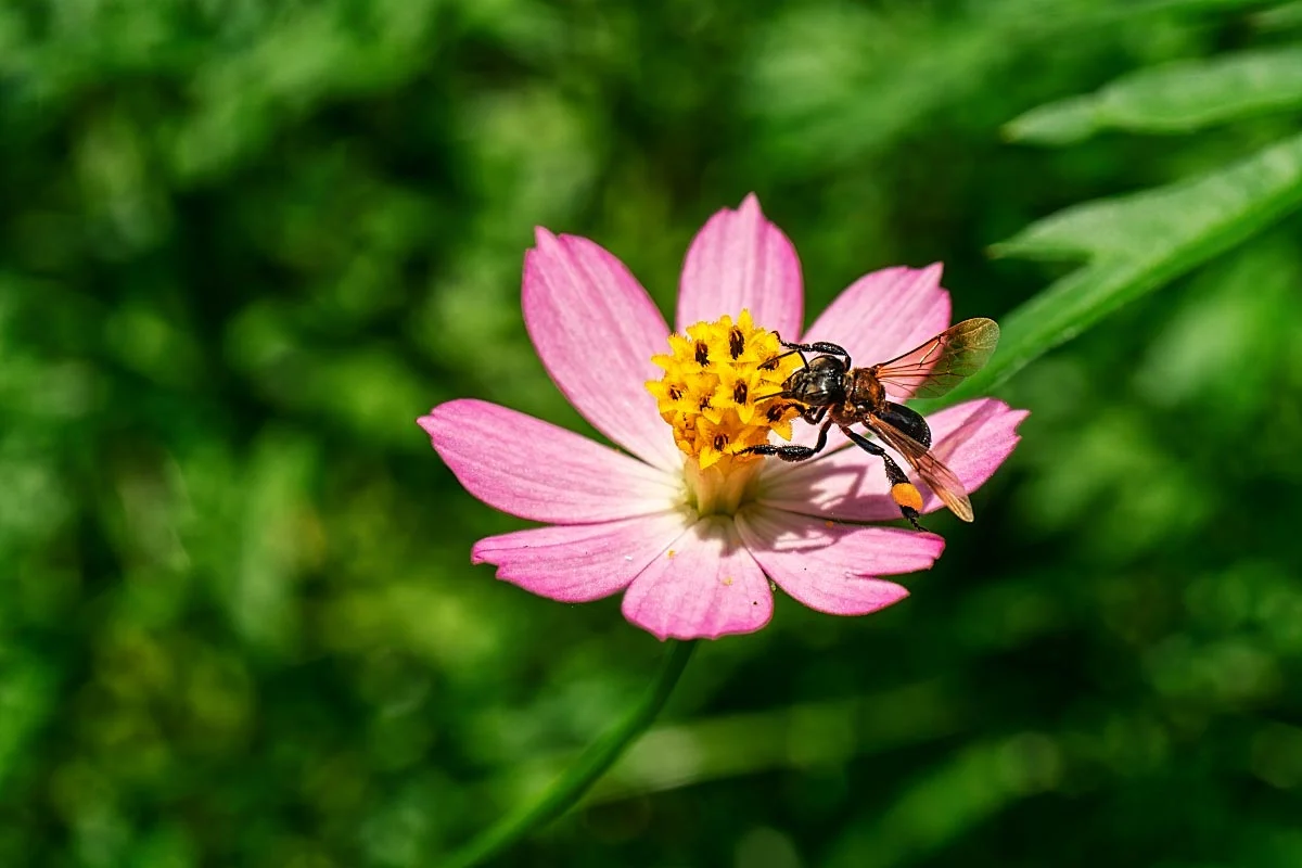 Stingless bee foraging