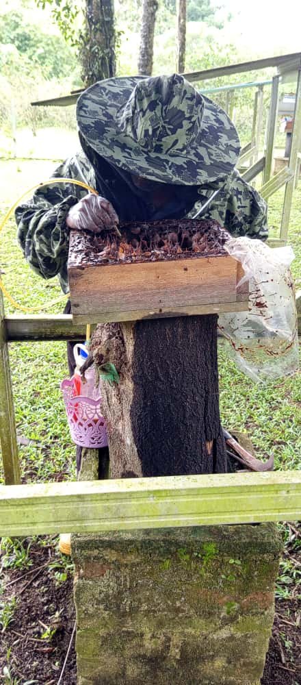 Stingless bee hive